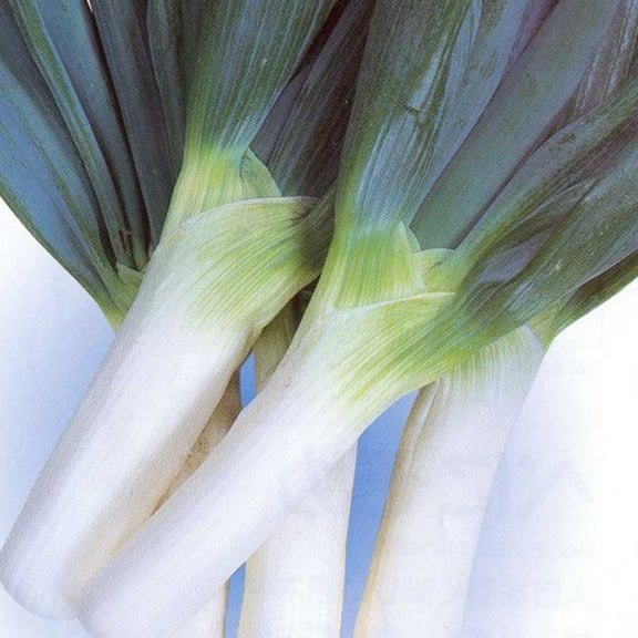 Onion Seeds - Bunching - Shimonita Negi - 3 g Packet ~1404 Seeds - Non-GMO, Heirloom - Vegetable Garden