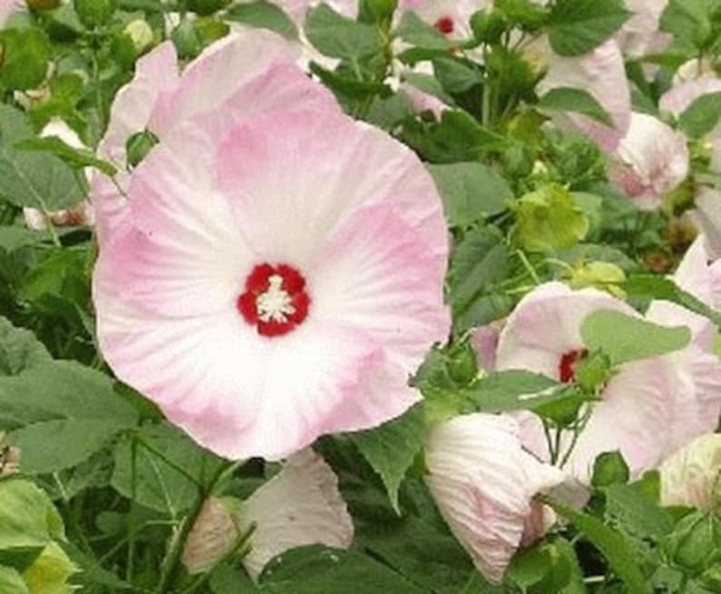 30 Rose Mallow Hibiscus Flower Seeds Perennial Variety Blooms Easy to Grow Non- Pollinator-Friendly