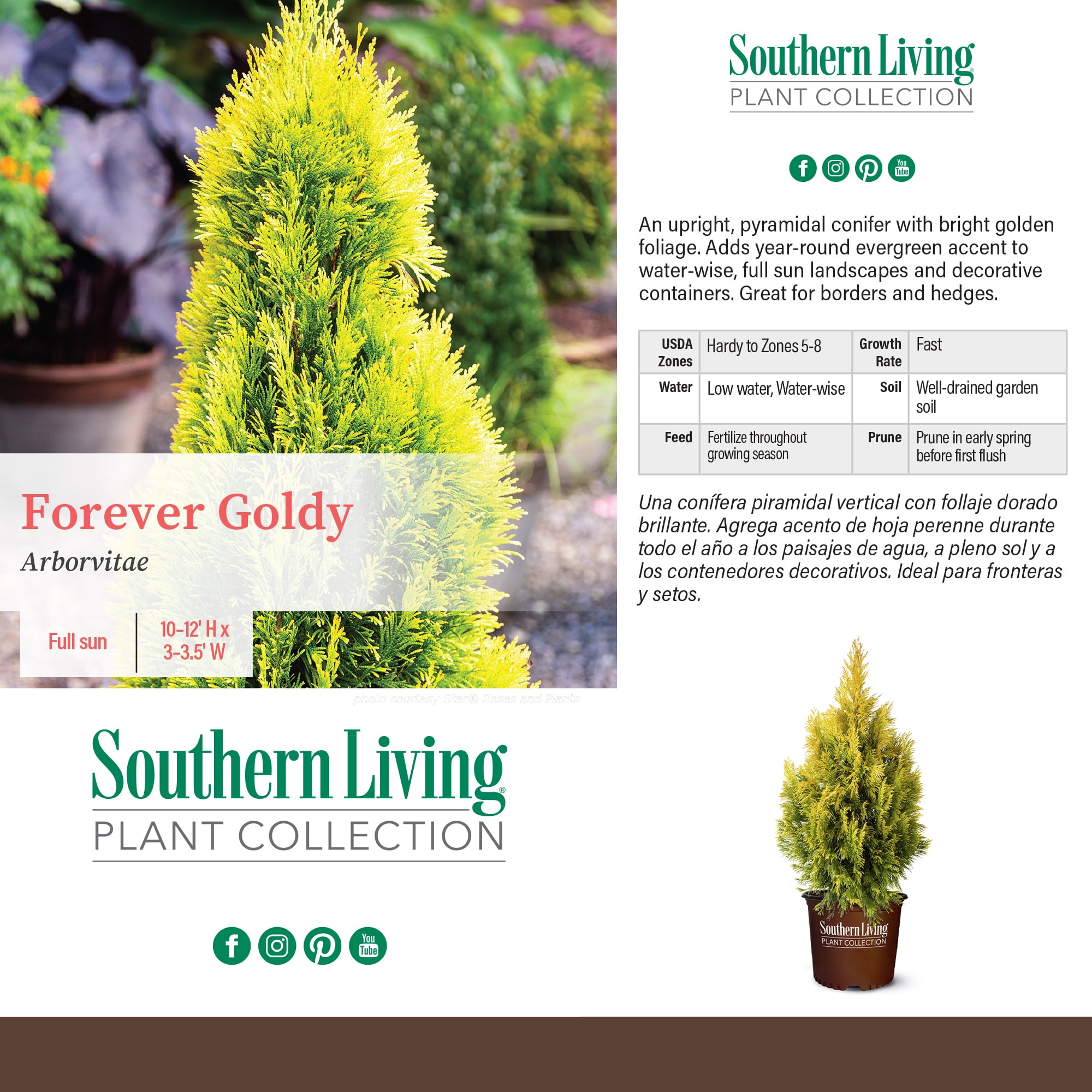 Southern Living Forever Goldy Arborvitae Live Shrub in 2-Gallon Grower Pot  - Walmart.com