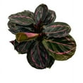 thumbnail image 6 of Calathea Roseopicta Dottie, 4 inch, Goeppertia 'Black Rose', Rose Painted, Black Rose, 6 of 10