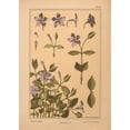 thumbnail image 3 of Vintage Apple Collection 18x24 Black Modern Framed Museum Art Print Titled - Plate 61 - Periwinkle, 3 of 5