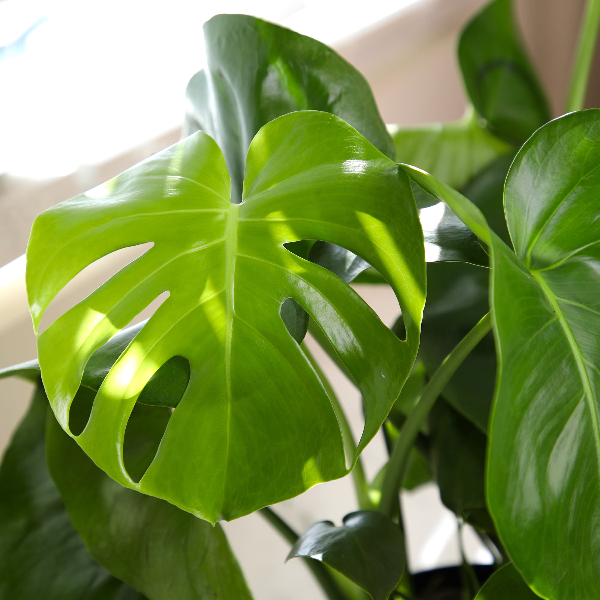 Swiss Cheese Houseplant, Monstera Deliciosa | 8in. Grow Pot; Partial Sun | Element by Altman Plants