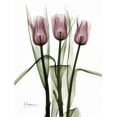 thumbnail image 2 of Koetsier, Albert 19x24 White Modern Wood Framed Museum Art Print Titled - Triplet Tulips in Color, 2 of 4