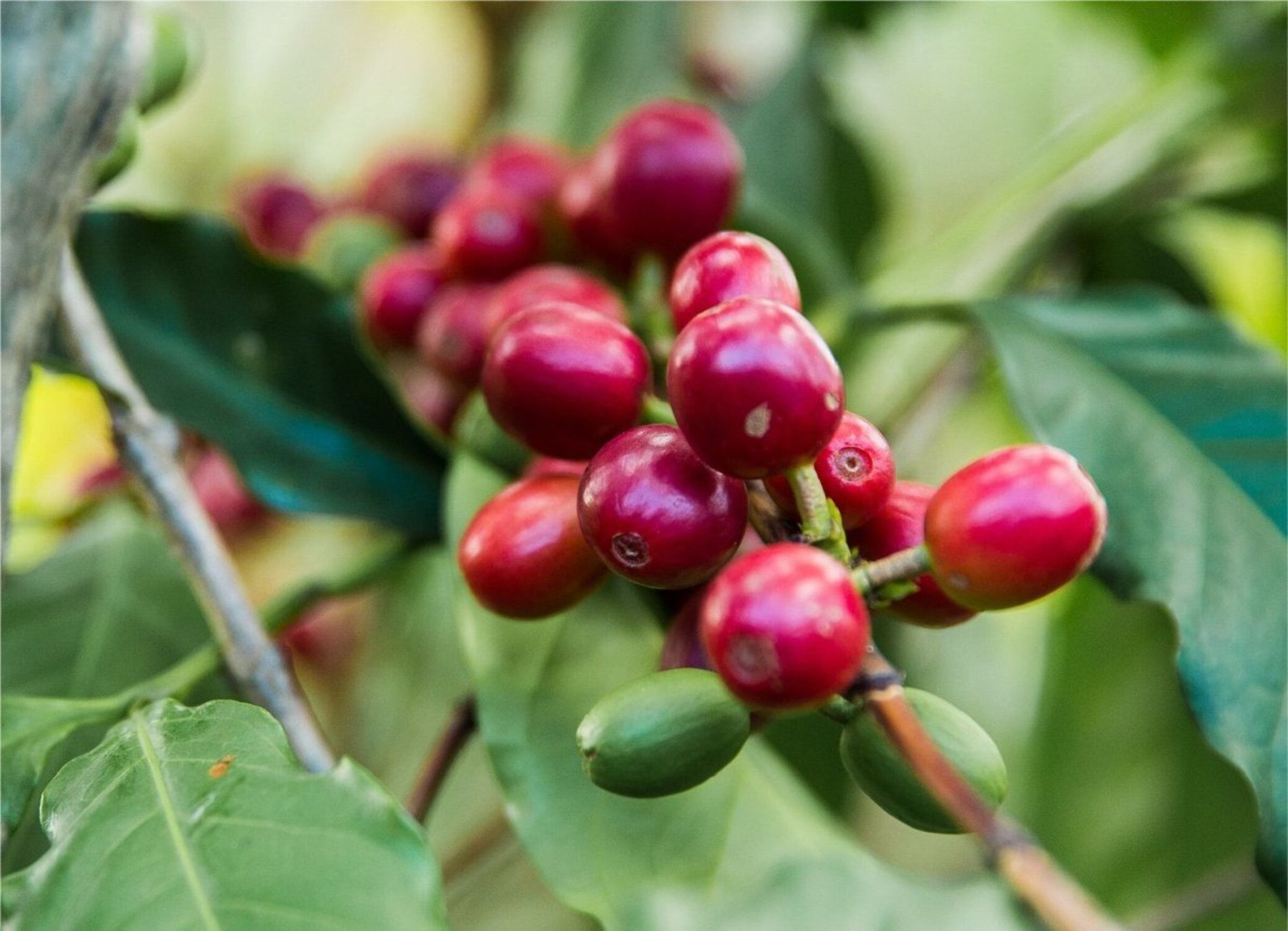 Mexico (2lbs. Whole Bean) coffee