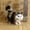 D, variant on Lifelike Cat Toy Realistic Animal Stuffed Model Soft Cuddly Friend for Kids and Children as Idea