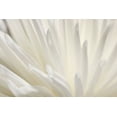 thumbnail image 2 of PhotoINC Studio 24x17 Gold Ornate Wood Framed with Double Matting Museum Art Print Titled - White Flower, 2 of 4