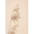 thumbnail image 2 of 1x Studio III 23x32 Black Ornate Wood Framed with Double Matting Museum Art Print Titled - Reed Grass Beige 03, 2 of 4