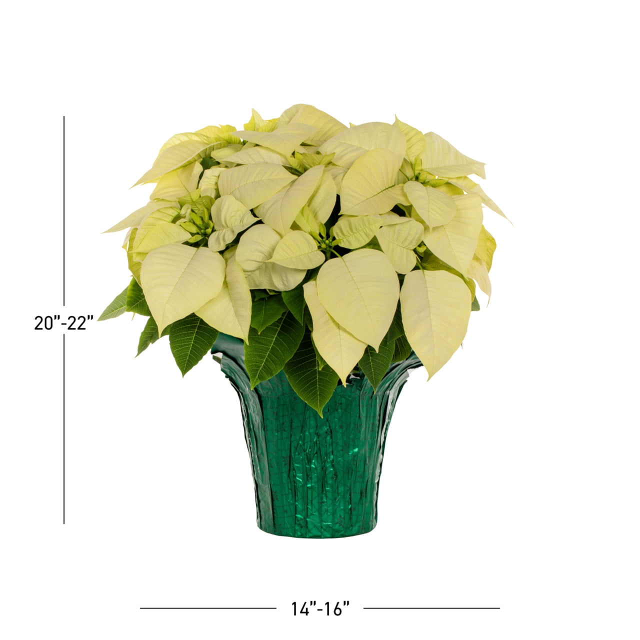 Holiday Time 1.5QT White Poinsettia Live Houseplant Green Foil Cover Indirect Sunlight 3 Pack
