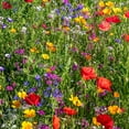thumbnail image 2 of The Old Farmer's Almanac Premium Pollinator Mix Wildflower Seeds - Includes 23 - Non-GMO, Open Pollinated - Columbine Cosmos Foxglove Larkspur Poppy Snapdragon Zinnia - 5 Grams, 2 of 6