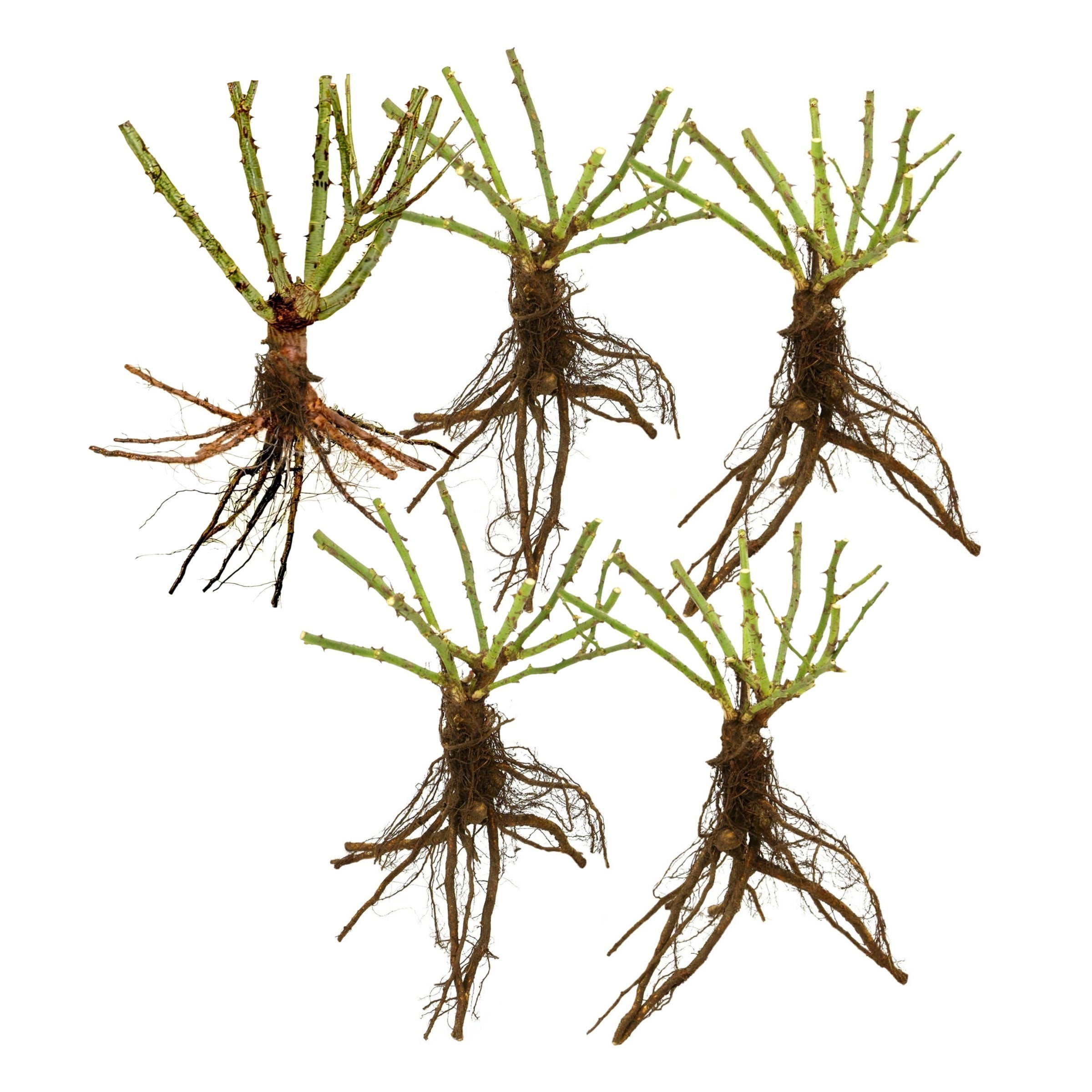 National Plant Network Bare Root Rose Gingersnap with Orange Flowers (5-pack)