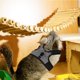 thumbnail image 4 of IDEANATEGRATE Arnés Para Hamster Con Pechera Cómoda Para Paseos Y Uso Diario En Exteriores, 4 of 8