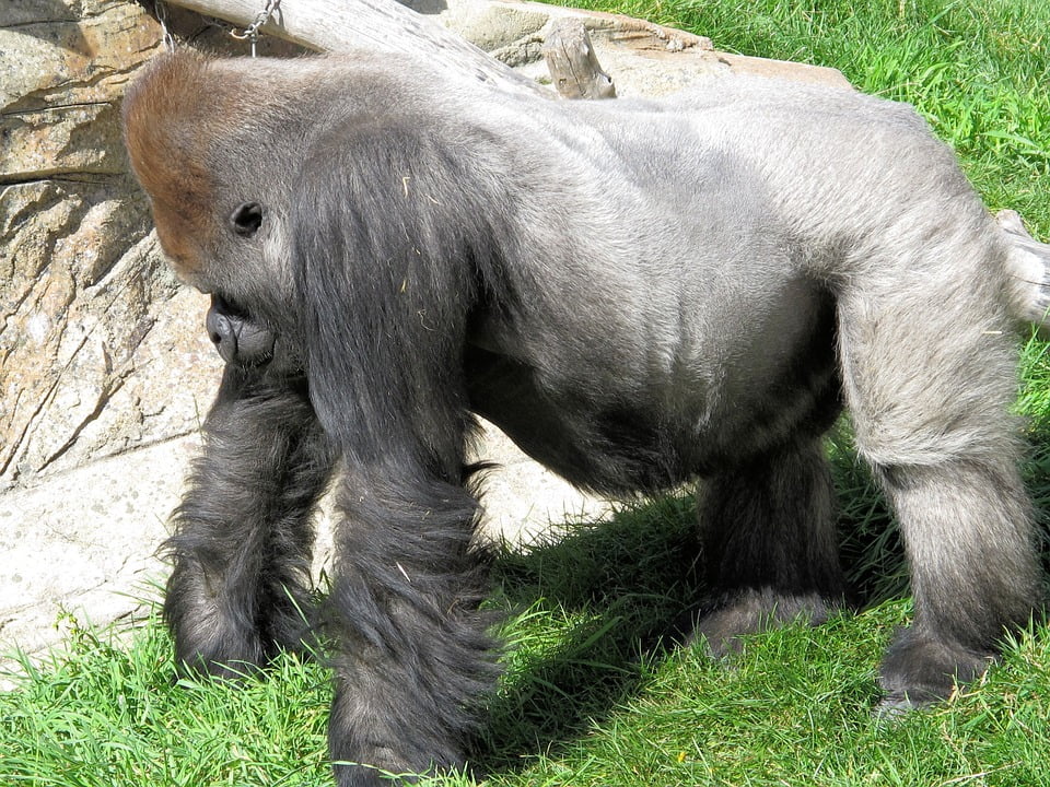 silverback gorilla weight silverback gorilla weight