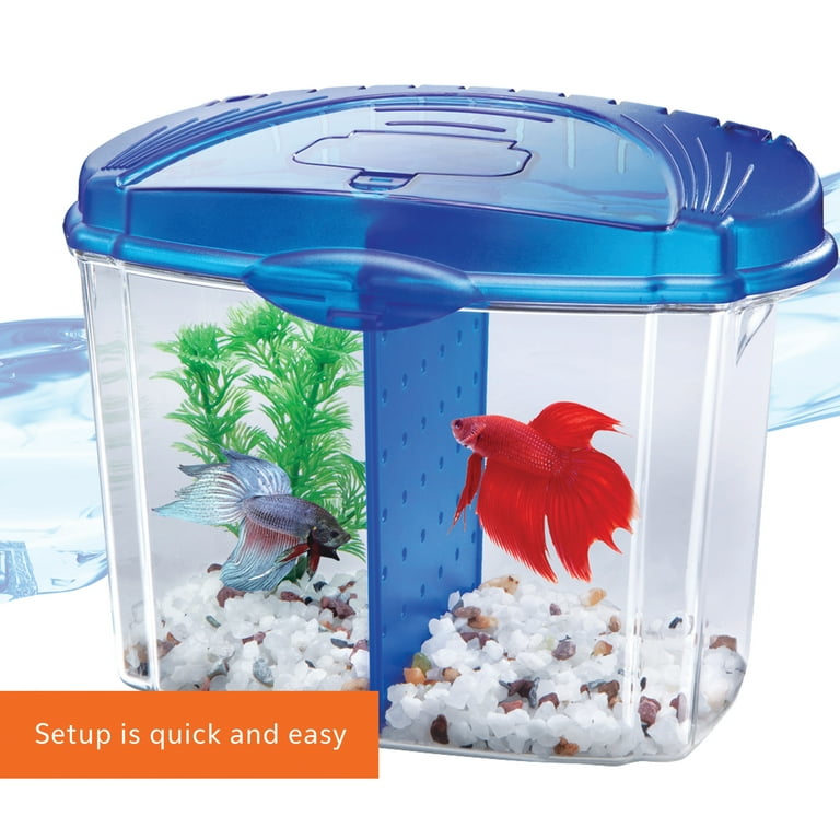 Petsmart Betta Fish how-long-do-betta-fish-live-fishlab