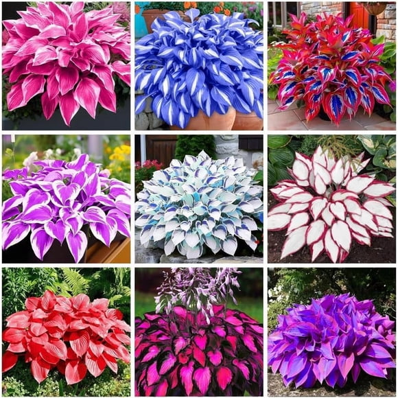 GSDWIUEW 200+ Mixed Hosta Seeds – Shade-Tolerant Perennial, Easy to Plant, Low Maintenance, High Ornamental Value – Ideal for Garden Borders, Containers & Landscaping