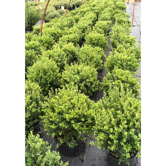 RedCrocus Compacta Japanese Holly Ilex crenata - Dense Evergreen Shrub for Hedges & Borders  3 Gallon