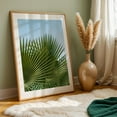 thumbnail image 6 of Fan Palm II - Photography Unframed Wall Art Print 8 x 12 inches, 6 of 60