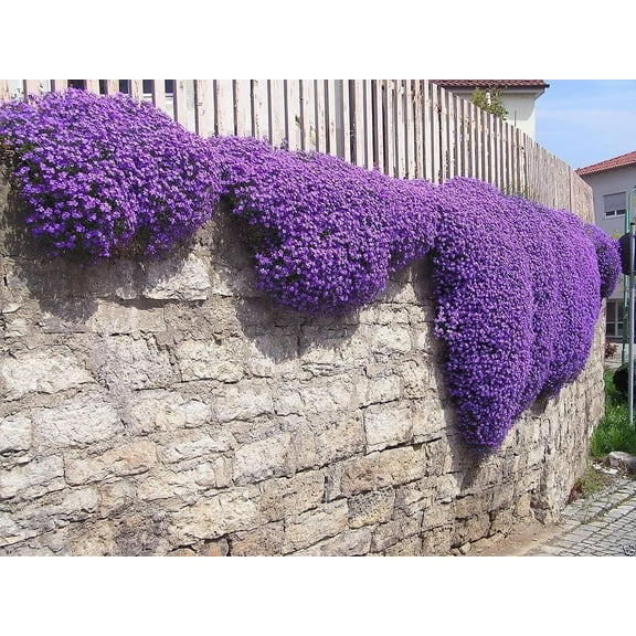 275 Aubrieta Seeds - Cascade Purple Flower Seeds, Rock Cress, Perennial, Deer Resistant