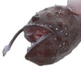 thumbnail image 3 of unbranded Modèle de Poisson Marin Réaliste pour Salon et Salle de Classe, 3 of 6