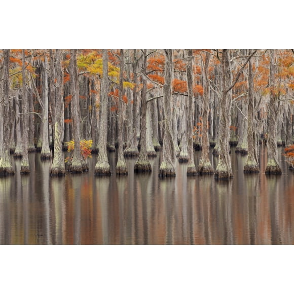 USA, Georgia. Cypress trees in the fall at George Smith State Park. Poster Print by Joanne Wells (18 x 24)