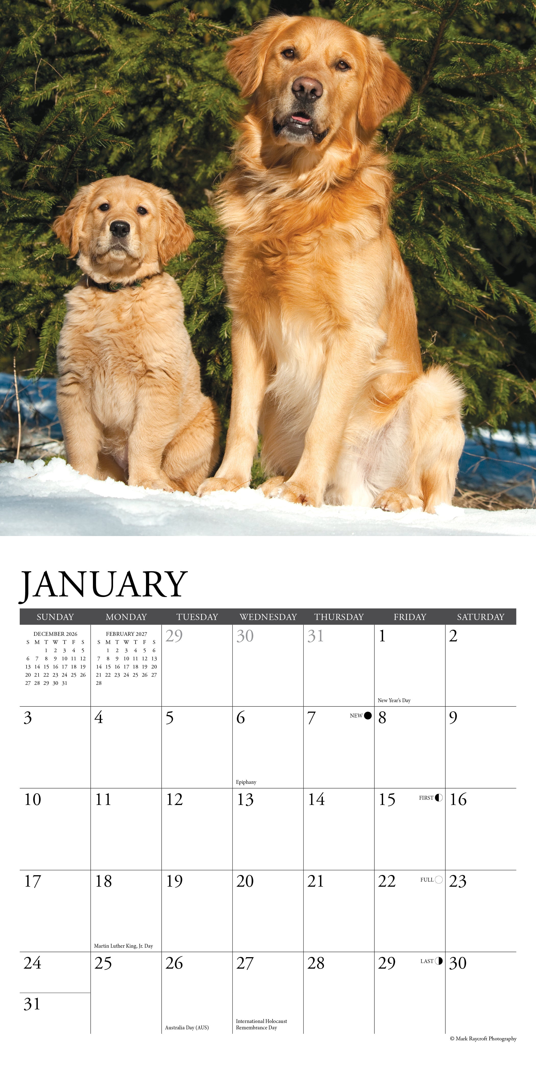 Willow Creek Press, Just Goldens 2027 Mini Wall Calendar