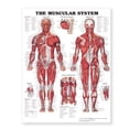 thumbnail image 1 of The Muscular System Giant Chart, 1 of 2