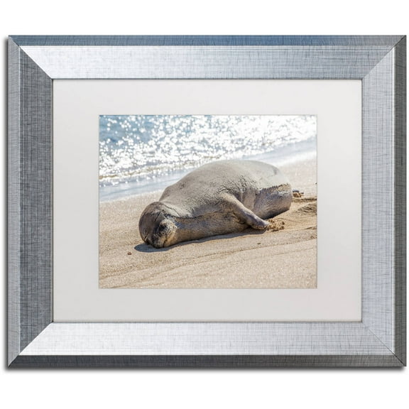 Trademark Fine Art 'Hawaiian Monk Seal' Canvas Art by Pierre Leclerc, White Matte, Silver Frame