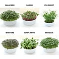 thumbnail image 2 of Mountain Valley Seed Company Mini Microgreens Growing Kit with Organic Seeds (6 Count), 2 of 4