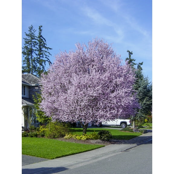 3 Gal. Pot Krauter Vesuvius Pink Flowering Plum Ornamental Tree, One Plant per Offer