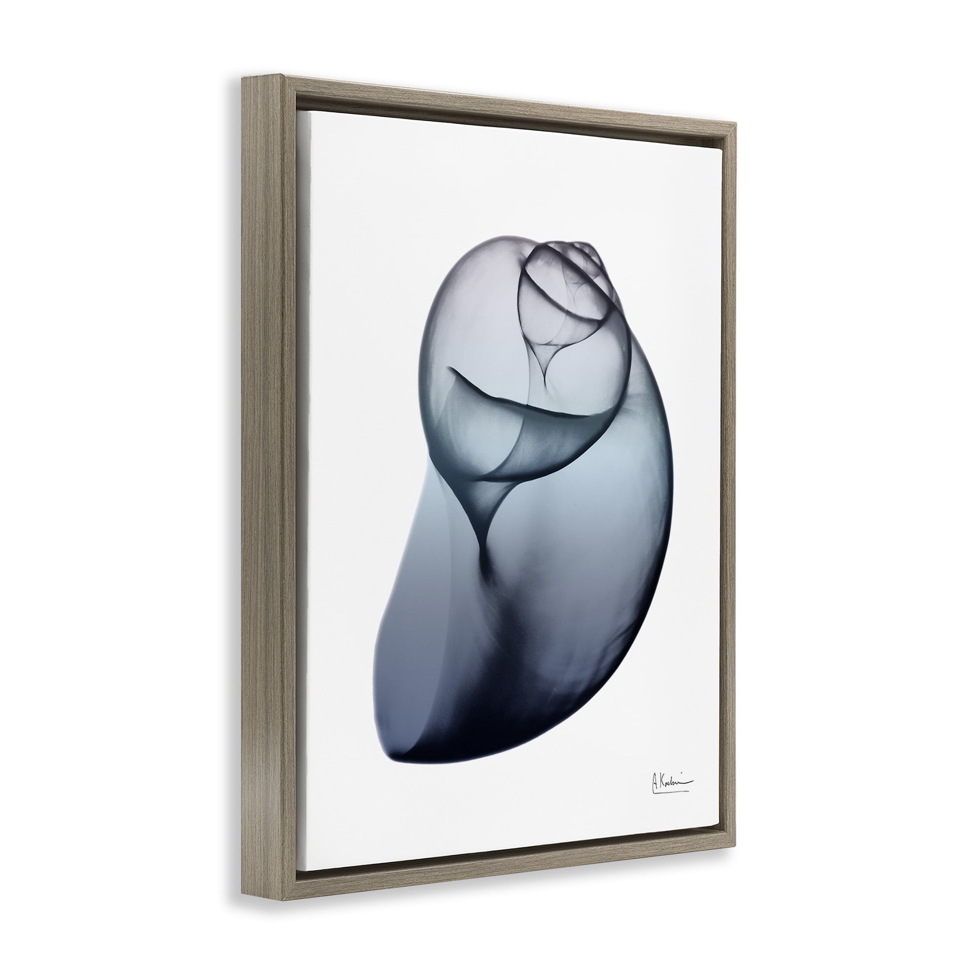 Stupell Industries Contemporary Snail Shell Abstract Photography Brown Floater Framed Canvas Art Print Wall Art, 17 x 21