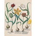 thumbnail image 3 of Besler, Basilius 12x14 Black Modern Framed Museum Art Print Titled - Tulips, 3 of 5