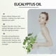thumbnail image 2 of Pure Eucalyptus Essential Oil, 100ml for Aromatherapy, Muscle Relaxation, and Massage Support, 2 of 5