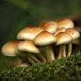 thumbnail image 2 of Gourmet and Medicinal Mushroom Cultures (Conifer Tuft (Hypholoma capnoides)), 2 of 3