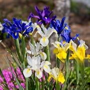Colorful Mixed Dutch Iris-Blue, Yellow, Purple, White Flowers - 30 Bulbs - Attracts Bees & Butterflies - Spring Blooming, Easy to Grow & Maintain
