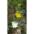 thumbnail image 3 of Popcorn 12x18 Black Modern Framed Museum Art Print Titled - Wildflowers I, 3 of 5