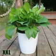 thumbnail image 1 of Lazy Flower Pot Flowerpot Imitation Porcelain Series Plastic Self Watering Pot, 1 of 3