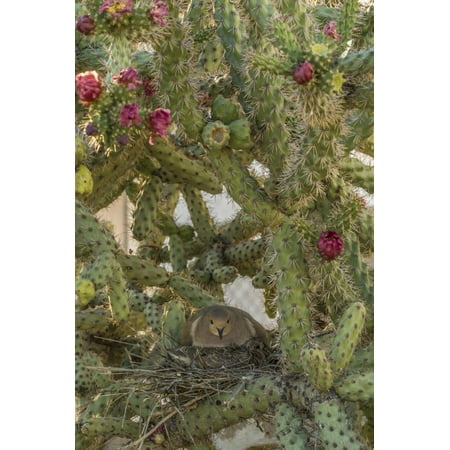 USA, Arizona, Sonoran Desert. Mourning Dove with Chick on Nest Print Wall Art By Cathy & Gordon