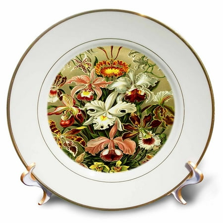 Early Porcelain - 3dRose German Biologist Early Painting Of Orchids, Porcelain Plate, 8-inch