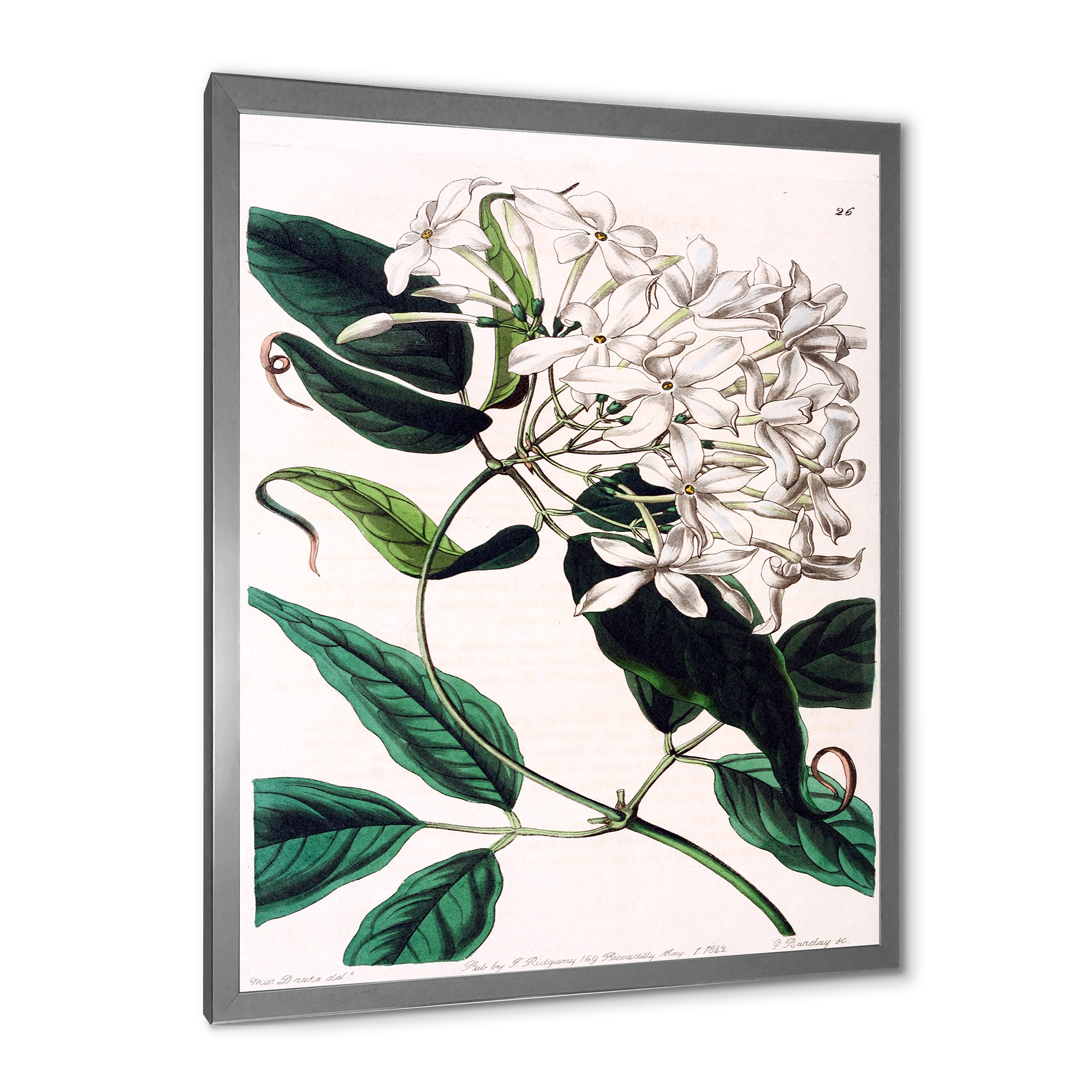 Designart 'Ancient Plant Life XXIV' Traditional Framed Art Print