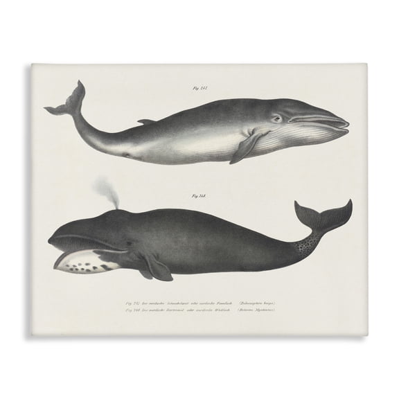 Stupell Industries Vintage Whale Study Diagrams Animals Painting Wrapped Canvas Canvas Art Print Wall Art, 20 x 16