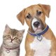 thumbnail image 5 of Bling Rhinestones Pet Collars Glitter Pendant Dog Collar Adjustable Crystal Cat Collar Pets Necklace for Small Cat Dog Puppy, 5 of 5
