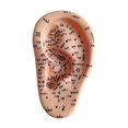 thumbnail image 5 of Serenable Human Ear Acupoint Auricular Acupoint Model with Acupoint Soft PVC Simulation Massage Practice Tool for Learning Massaging Left, 5 of 9