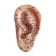 thumbnail image 5 of Accesorios de acupuntura para oído humano, herramienta profesional para práctica de masajes para demostración Izquierda, 5 of 9