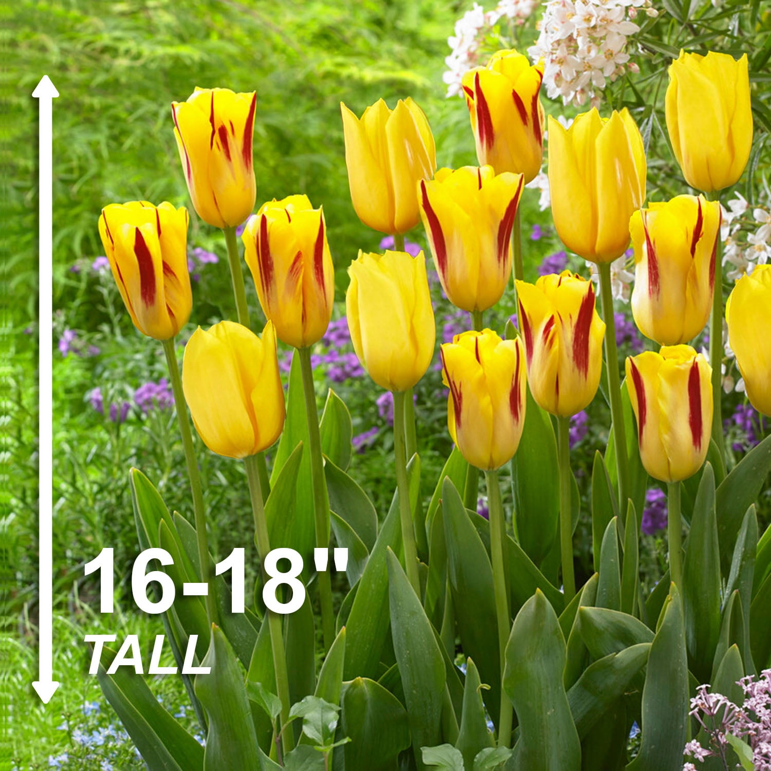 Garden State Bulb Yellow and Maroon Mix Triumph Tulip Flower Bulbs, 12/+ cm (Bag of 250)