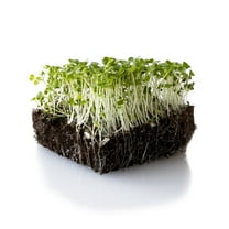 Turnip Seeds - Namenia - 4 g Packet ~1600 Seeds - Brassica rapa - Non-GMO, Heirloom - Vegetable Garden, Growing Microgreens