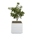 thumbnail image 1 of Vintage Home Artificial Faux Tung Tree 38" High Fake Plant Real Touch for Indoor Home and Office Accent Décor with Stylish Fiberstone Planter, 1 of 3