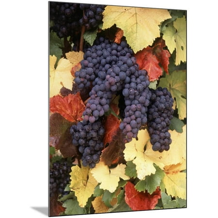 Pinot Noir Grape, Close-Up, Willamette Valley, Oregon, USA Wood Mounted Print Wall Art By Stuart