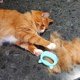 thumbnail image 4 of Peine de masaje de depilación para mascotas, herramienta de depilación de pelo largo y corto para gatos, perros, perros y conejos Zhivalor DCF176-1, 4 of 4