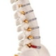 thumbnail image 5 of Miniature Spine Anatomy Model, 15.5inch Mini Vertebral Column Model with Spinal Nerves, Pelvis, Fem, 5 of 5