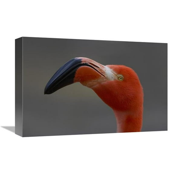 12 x 18 in. Greater Flamingo Portrait Art Print - San Diego Zoo