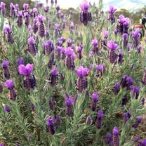 Anouk Lavender - Lavandula stoechas 'Anouk'